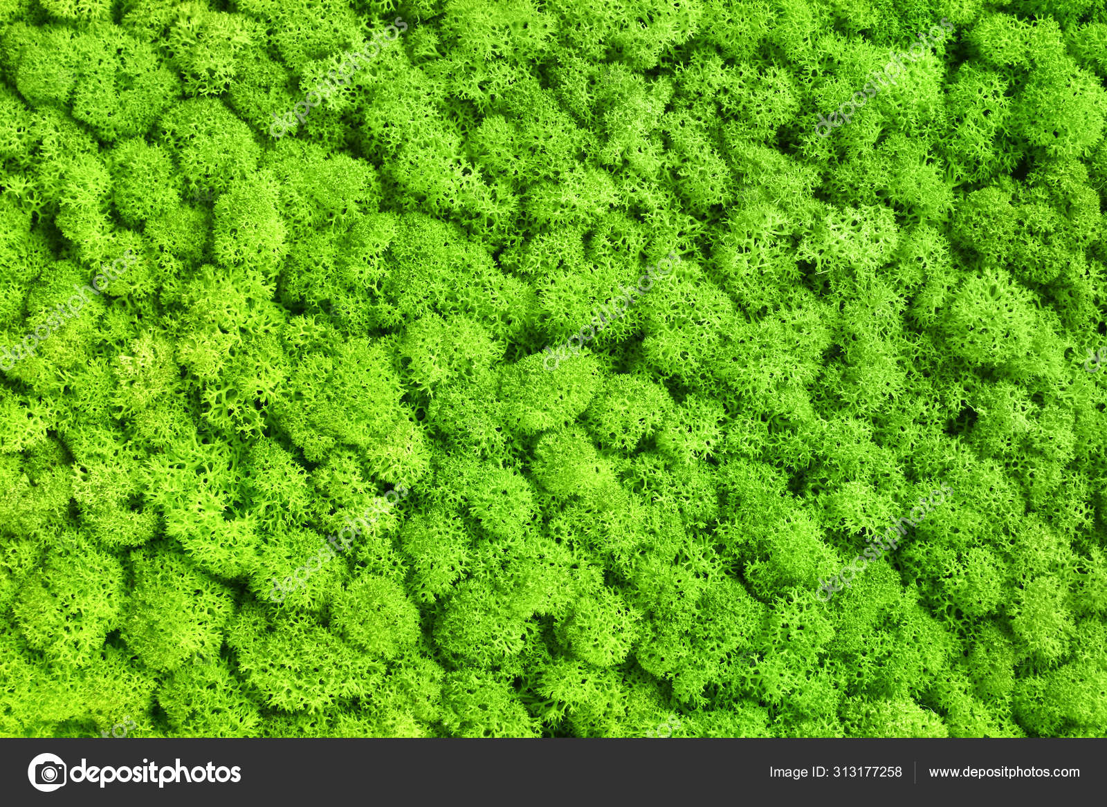 Green Decorative Moss Texture Background Stock Photo by ©Varavin88 313177258